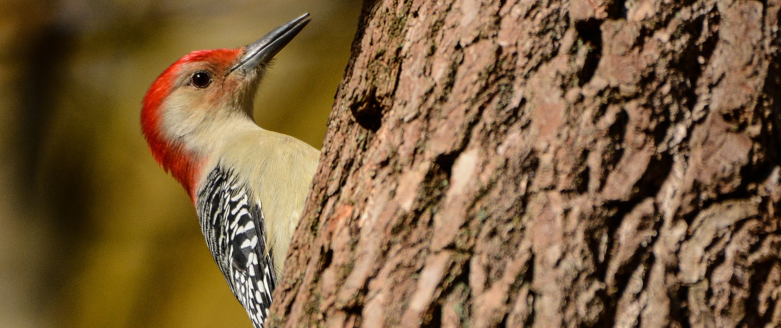 Birding 101 image